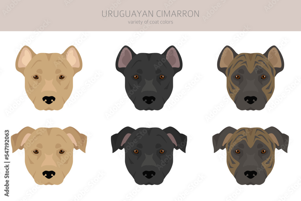 Uruguayan Cimarron clipart. All coat colors set. All dog breeds ...