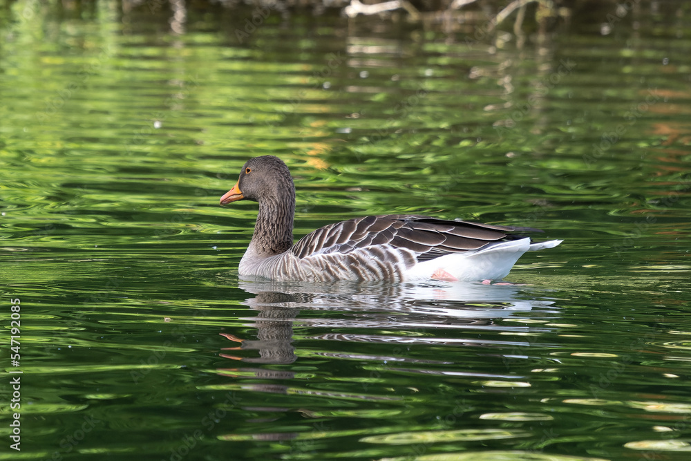 The greylag goose, Anser anser is a species of large goose The greylag goose, Anser anser is a species of large goose