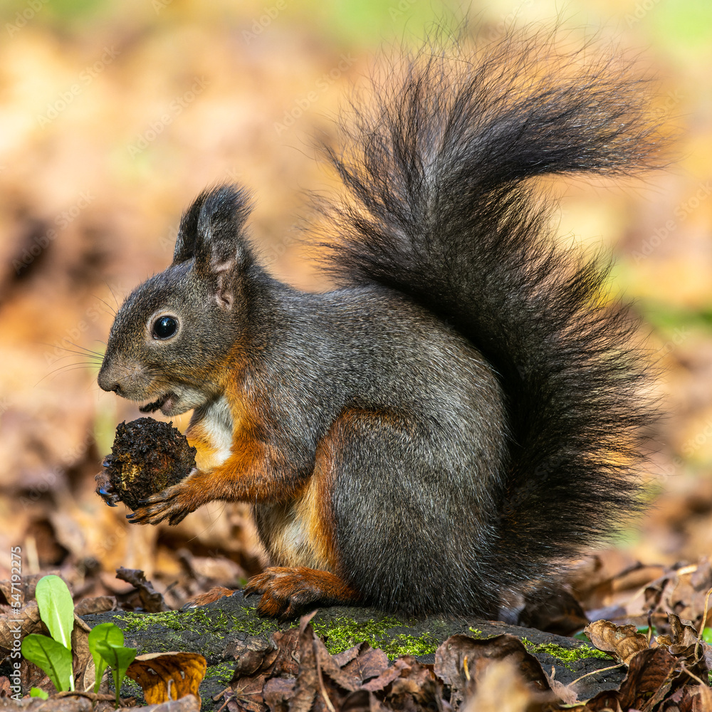 Grey squirrel, Sciurus at Old North Cemetery of Munich, Germany Grey squirrel, Sciurus at Old North Cemetery of Munich, Germany