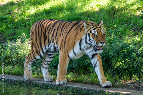 The Siberian tiger Panthera tigris altaica in a park