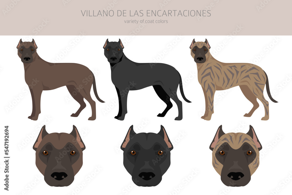Villano de las Encartaciones clipart. All coat colors set. All dog breeds characteristics infographic Villano de las Encartaciones clipart. All coat colors set. All dog breeds characteristics infographic