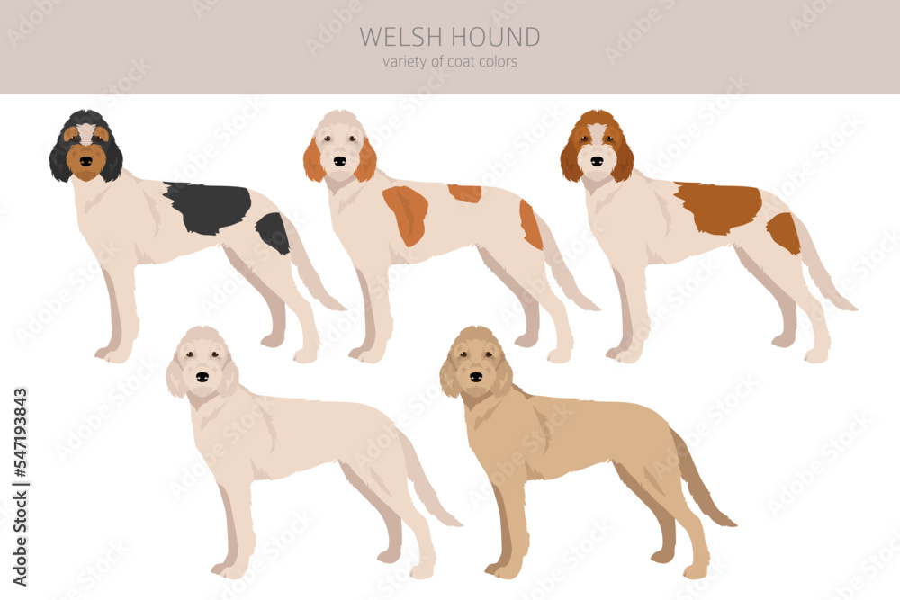 Welsh Hound clipart. All coat colors set.  All dog breeds characteristics infographic