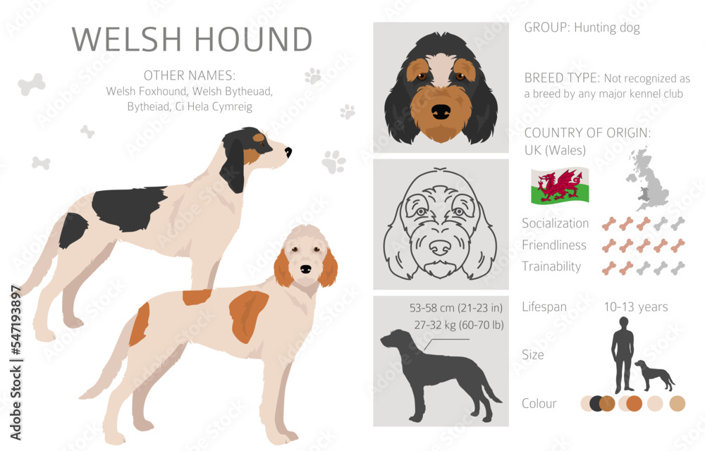 Welsh Hound clipart. All coat colors set.  All dog breeds characteristics infographic