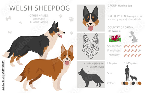 Welsh Sheepdog clipart. All coat colors set.  All dog breeds characteristics infographic