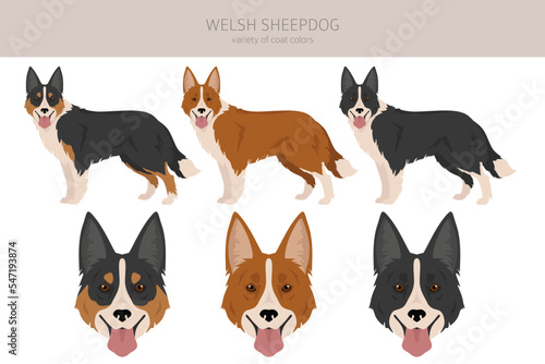 Welsh Sheepdog clipart. All coat colors set.  All dog breeds characteristics infographic