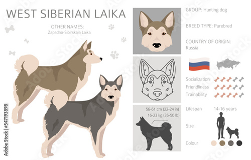 West Siberian Laika clipart. All coat colors set.  All dog breeds characteristics infographic