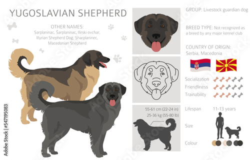 Yugoslavian Shepherd clipart. All coat colors set.  All dog breeds characteristics infographic