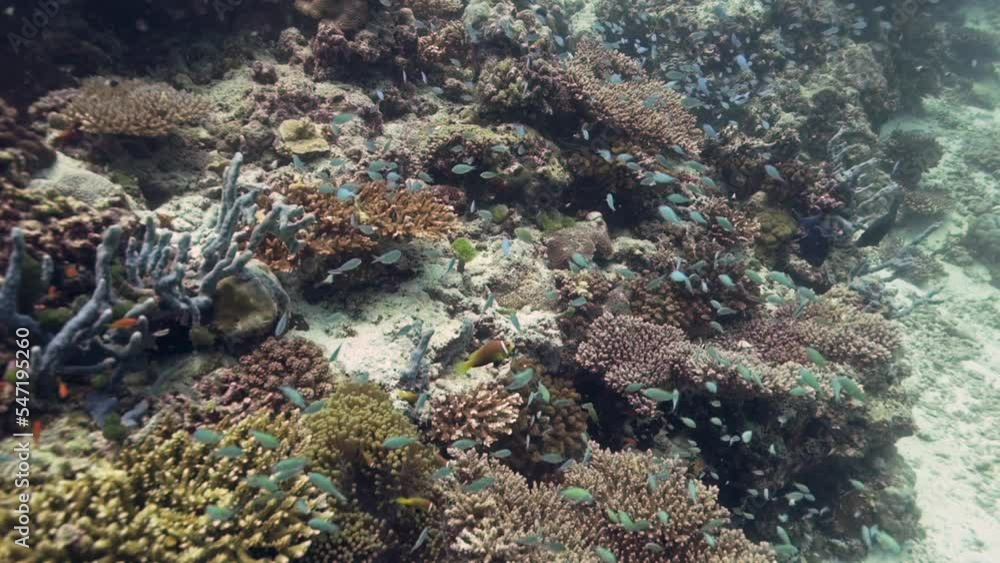 Coral reef in the ocean