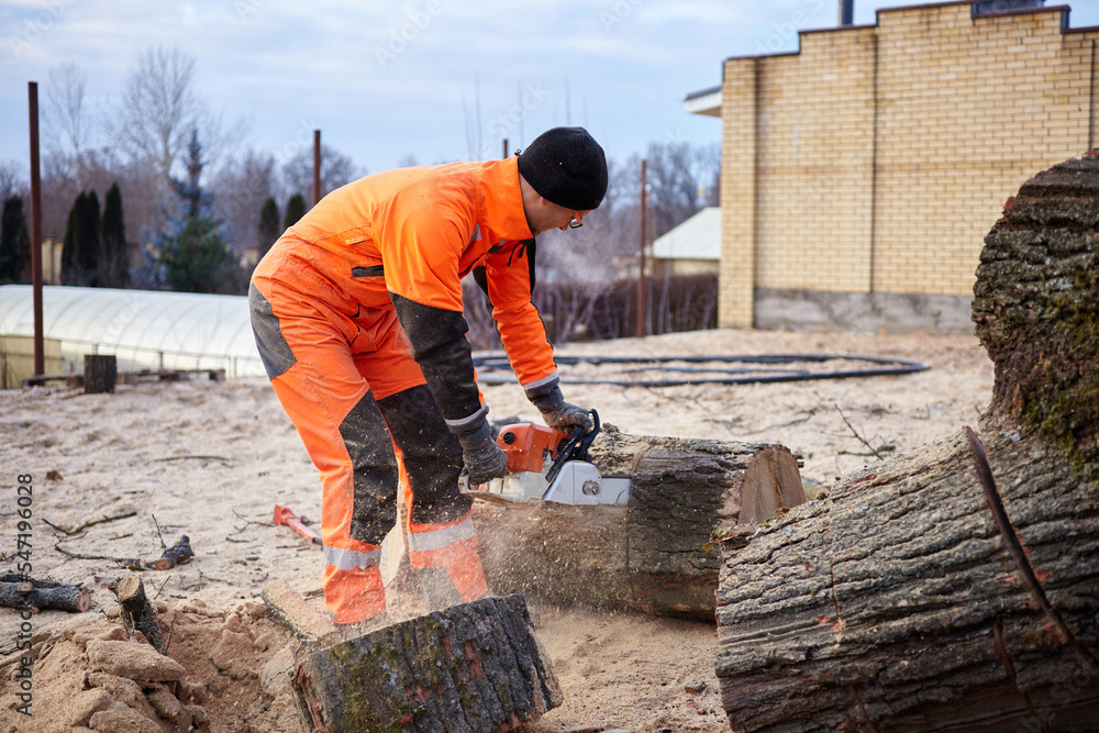 A woodcutter saws a tree with a chainsaw A woodcutter saws a tree with a chainsaw