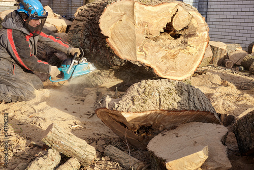 Tree surgeon. Working with a chainsaw. Sawing wood with a chainsaw.