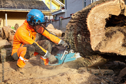 A woodcutter saws a tree with a chainsaw © poto8313