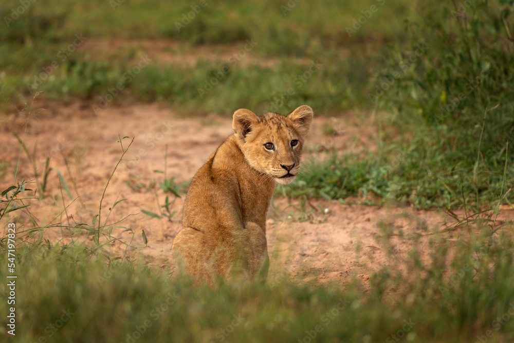 Lion in the Murchison Falls National park. Panthera leo lays in the grass. Safari in Uganda.