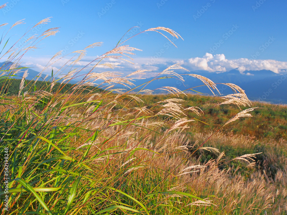 Obraz premium 風になびくススキ