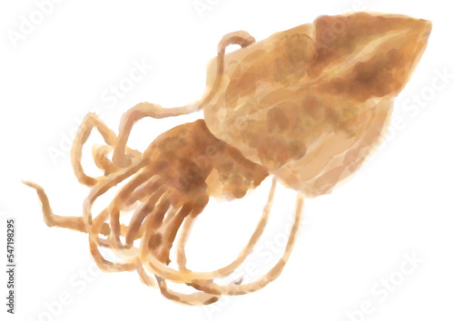 水彩の干物_スルメ01_1