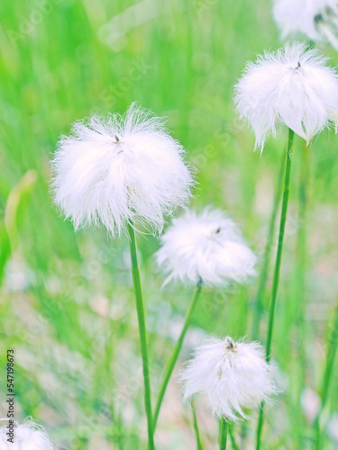 ふわふわのワタスゲ