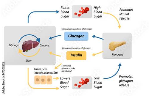 Blood sugar regulation  illustration. Labeled process cycle scheme. Educational liver and pancreas diagram with glucose stimulation uptake and breakdown. Insulin release explanation infographic.