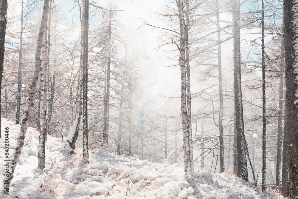 Arxan forest with snow in winter Arxan forest with snow in winter