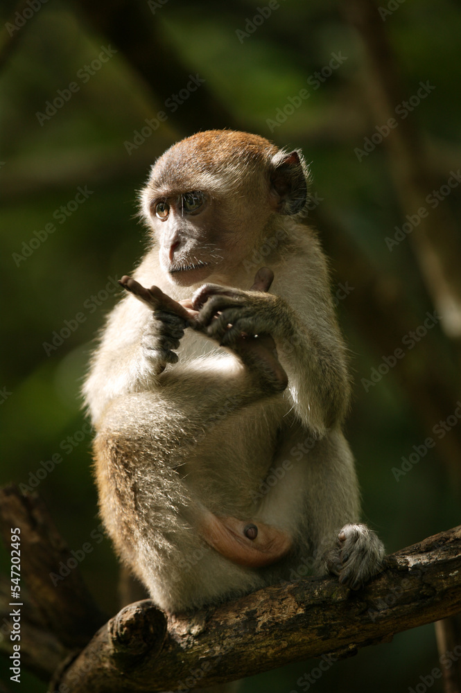Obraz premium macaque crabier (macaca fascicularis) (cercopithecidae) 