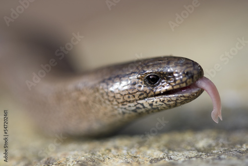 orvet (anguis fragilis)(anguidae)