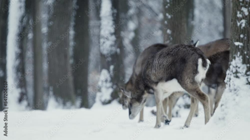 A herd of mouflon (Ovis gmelini) in a snowy forest A herd of mouflon (Ovis gmelini) in a snowy forest