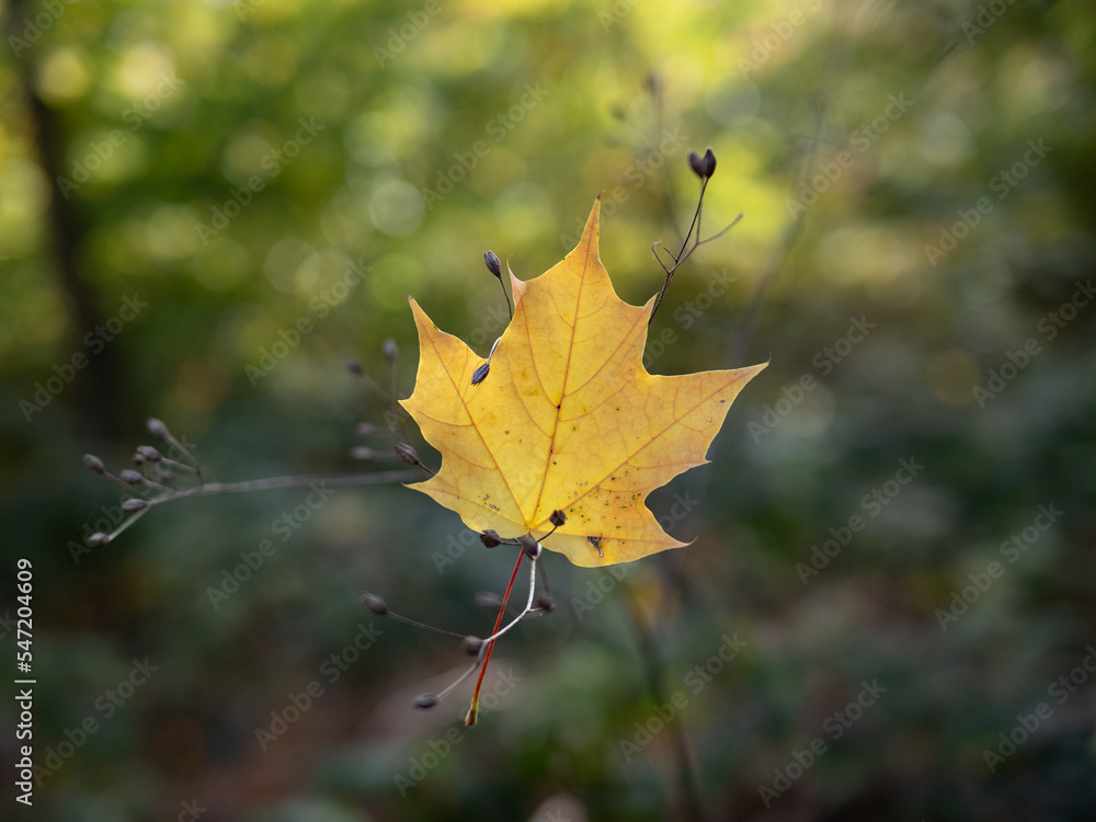 Autumn leaf in the forest. Autumn leaf in the forest.