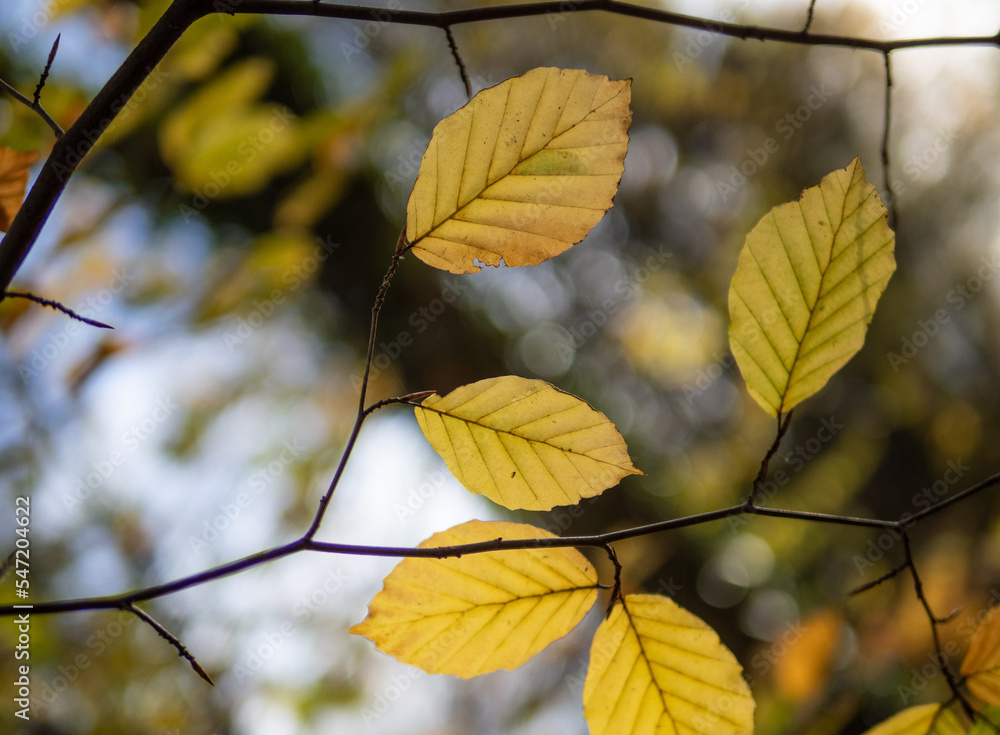 Autumn leaf in the forest. Autumn leaf in the forest.
