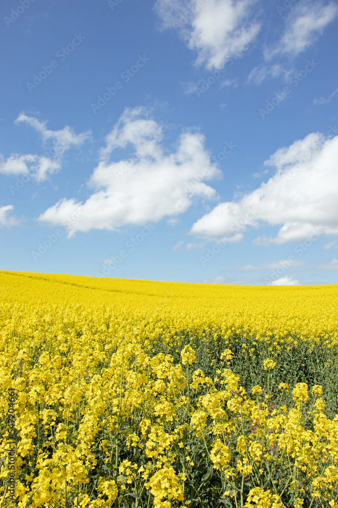Canola crops in the Summertime.