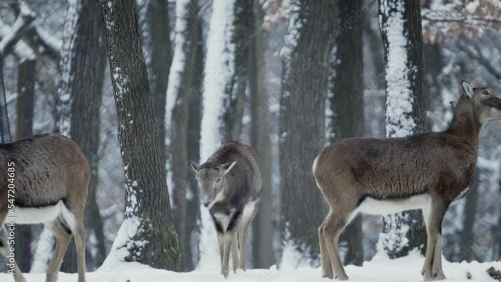 A herd of mouflon (Ovis gmelini) in a snowy forest A herd of mouflon (Ovis gmelini) in a snowy forest