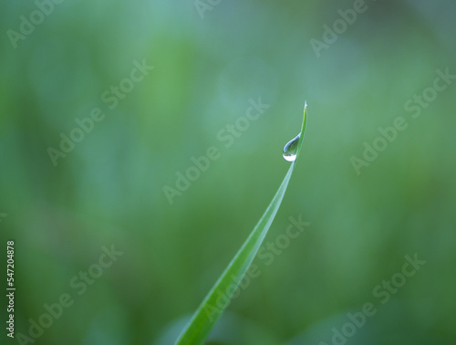 dew drop on green grass