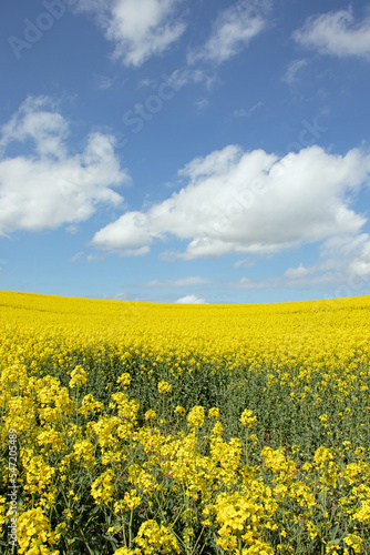 Canola crops in the Summertime. © Jenn's Photography 