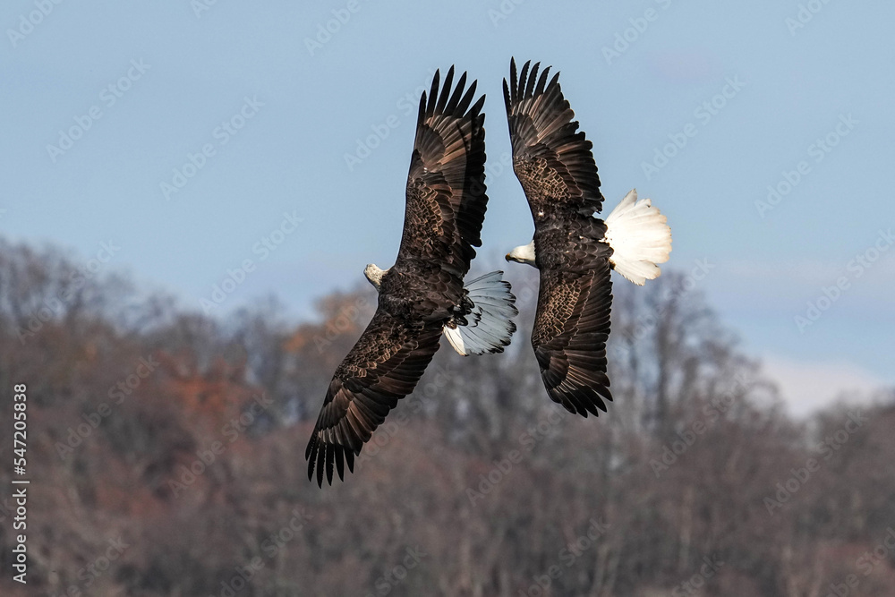 Fototapeta premium Bald Eagle Flight