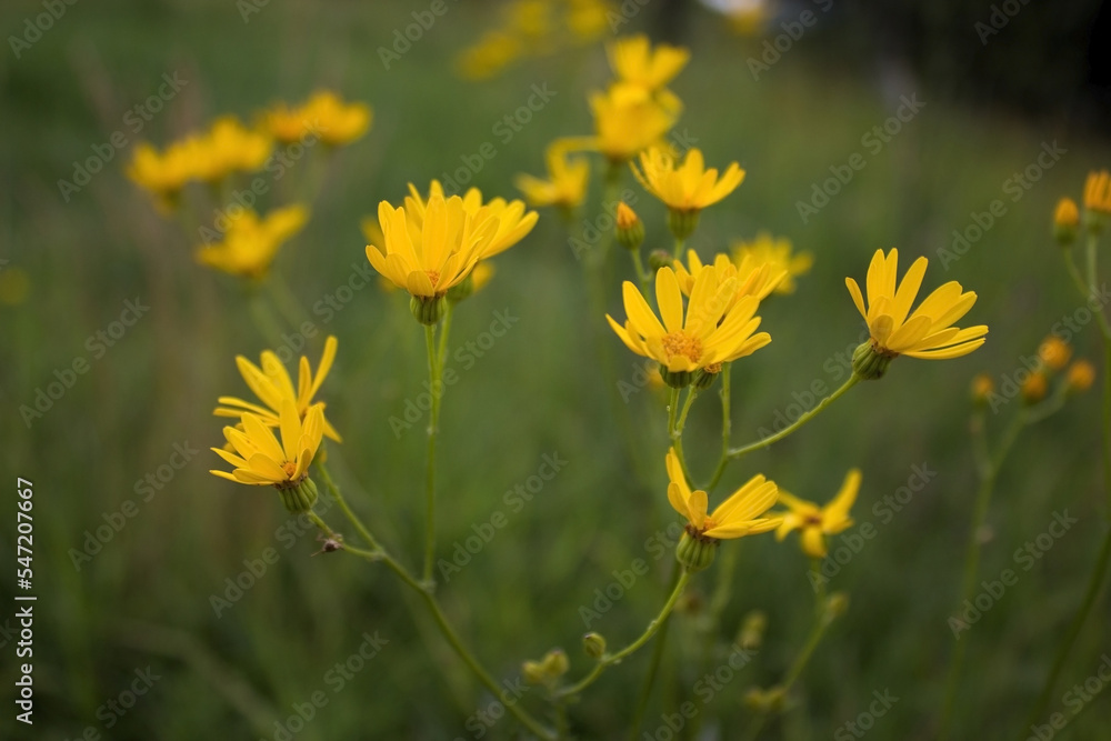 Yellow flower in the meadow close-up Yellow flower in the meadow close-up