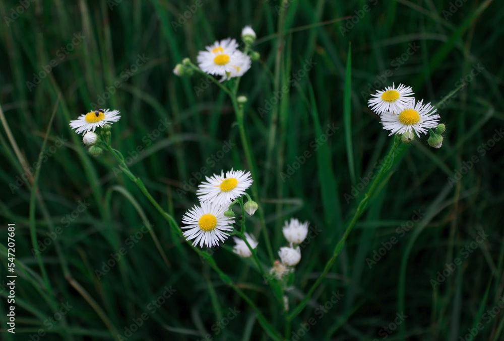 Medicinal chamomile close-up
Medicinal chamomile close-up