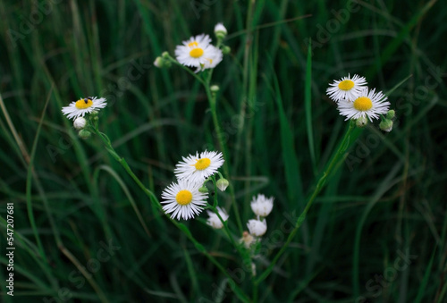 Medicinal chamomile close-up 