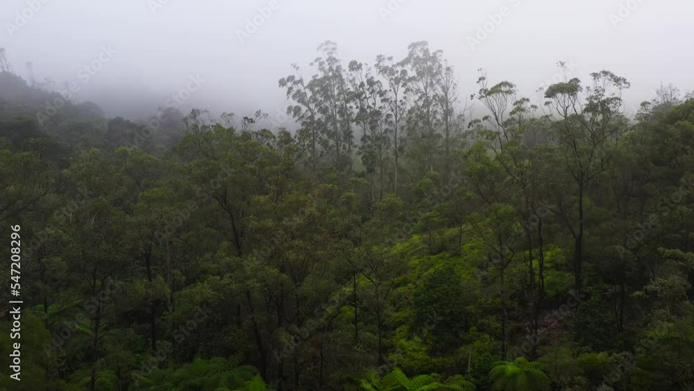 Green forest in fog and clouds in the mountains of Sri Lanka.