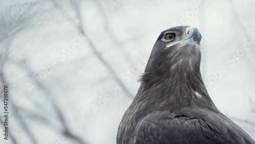 Beautiful steppe eagle (Aquila nipalensis) in a snowy environment