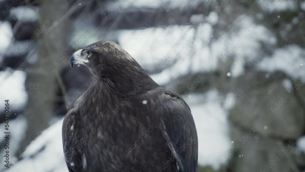 Steppe eagle (Aquila nipalensis) in a snowy environment in captivity Steppe eagle (Aquila nipalensis) in a snowy environment in captivity