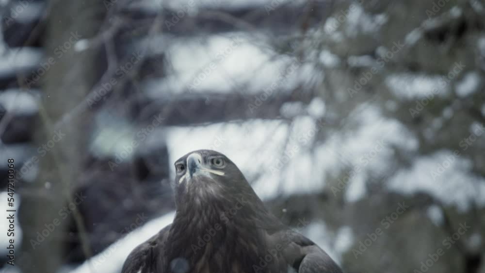 Steppe eagle (Aquila nipalensis) in a snowy environment in captivity, flying off from the ground