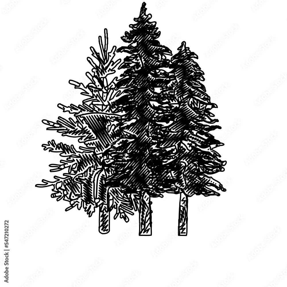 black and white drawing sketch of pine tree with transparent background ...