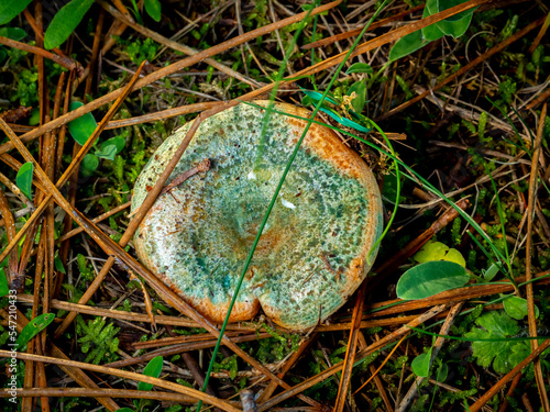 bloody milk cap mushroom (Lactarius vinosus) isolated in the forest ground photo