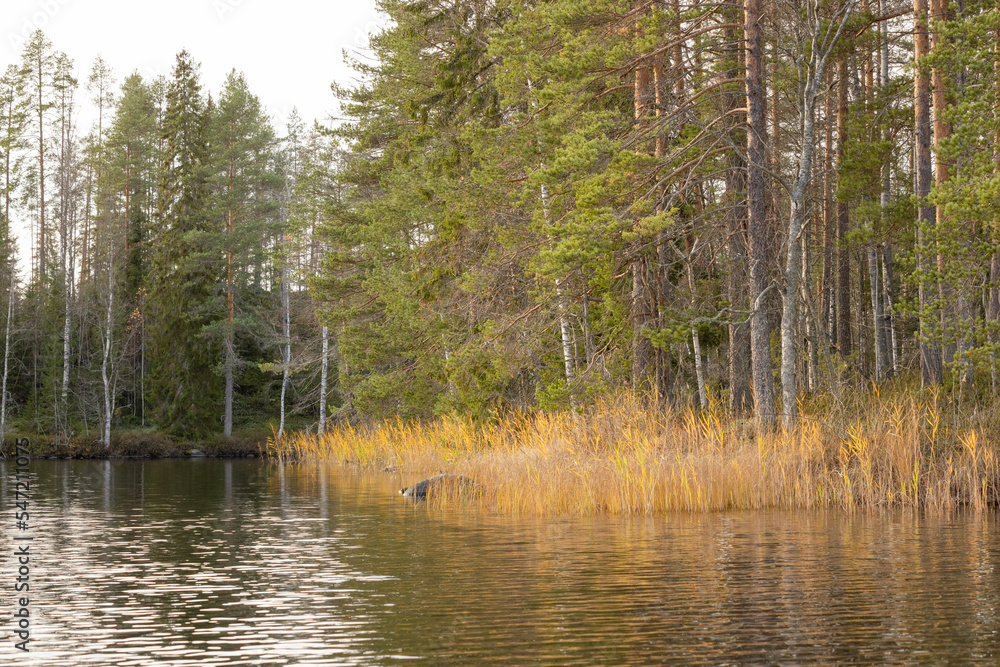 Obraz premium Late autumn lake view in Eastern Finland
