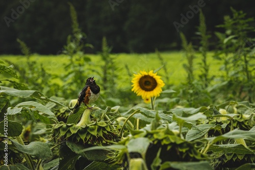 Selective focus shot of an Eastern towhee bird with a beautiful sunflower in the background photo