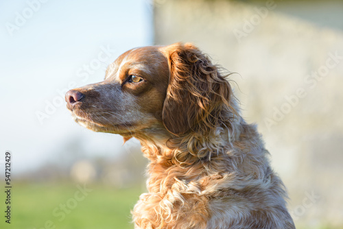 Brittany Spaniel dog close up portrait