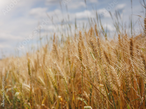 Gold wheat field and green hill. Roggenburg  Switzerland. Beauty world.