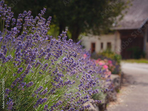 Lavender in the garden. The aromatic French Provence lavenda grows surrounded by white stones and pebbles in courtyard of house.