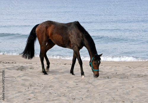 Pferd am Meer