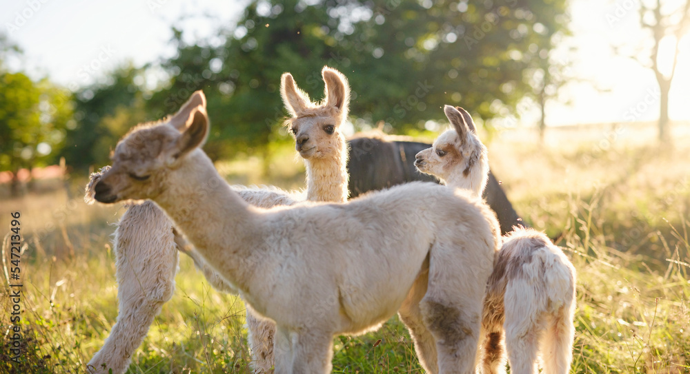 Fototapeta premium Beautiful sunrise farm scene with group of grey, brown and black alpacas walking and grazing on grassy hill backlit at sunrise with trees in background. Summer in French farmland