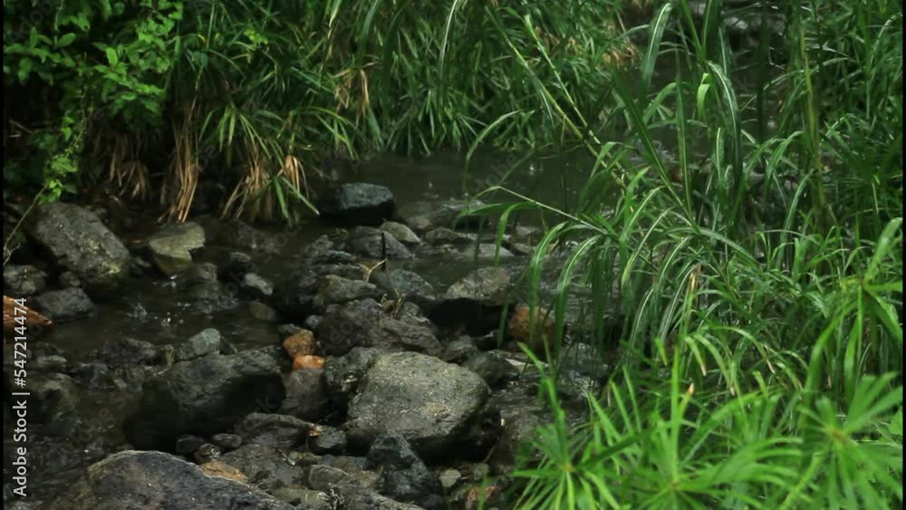 Raining, Stream, Raining by the stream,water, river, nature, stream, forest, rock, stone, green, waterfall, landscape, tree, fall, autumn, pond, creek, moss, spring, plant, rocks, grass, mountain, Raining, Stream, Raining by the stream,water, river, nature, stream, forest, rock, stone, green, waterfall, landscape, tree, fall, autumn, pond, creek, moss, spring, plant, rocks, grass, mountain,