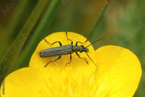 Closeup of the iridescent metallic green colored false oil or thick-legged flower beetle, Oedemera nobilis © Henk