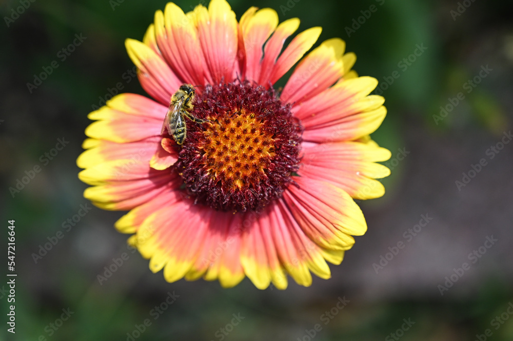 Honey bee on colorful flower. Blooming flower in spring. Honey bee on colorful flower. Blooming flower in spring.